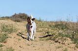 FOX TERRIER POIL LISSE 098